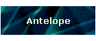 Antelope