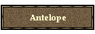 Antelope