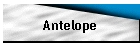 Antelope