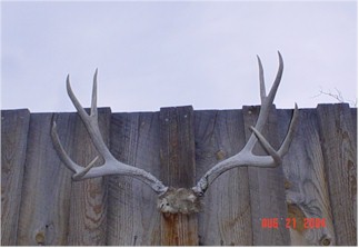 buck1.jpg (17111 bytes)