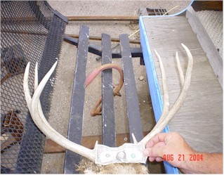 buck2.jpg (32488 bytes)