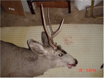 me and buckweb3.jpg (33341 bytes)